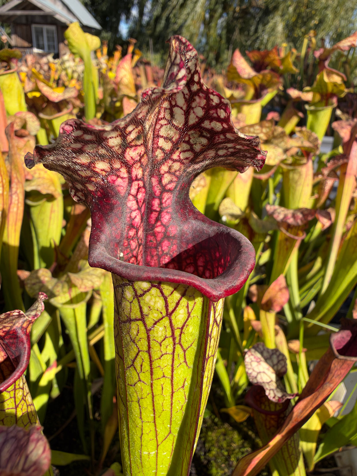 A sarracenia pitcher grows in an outdoor setting 