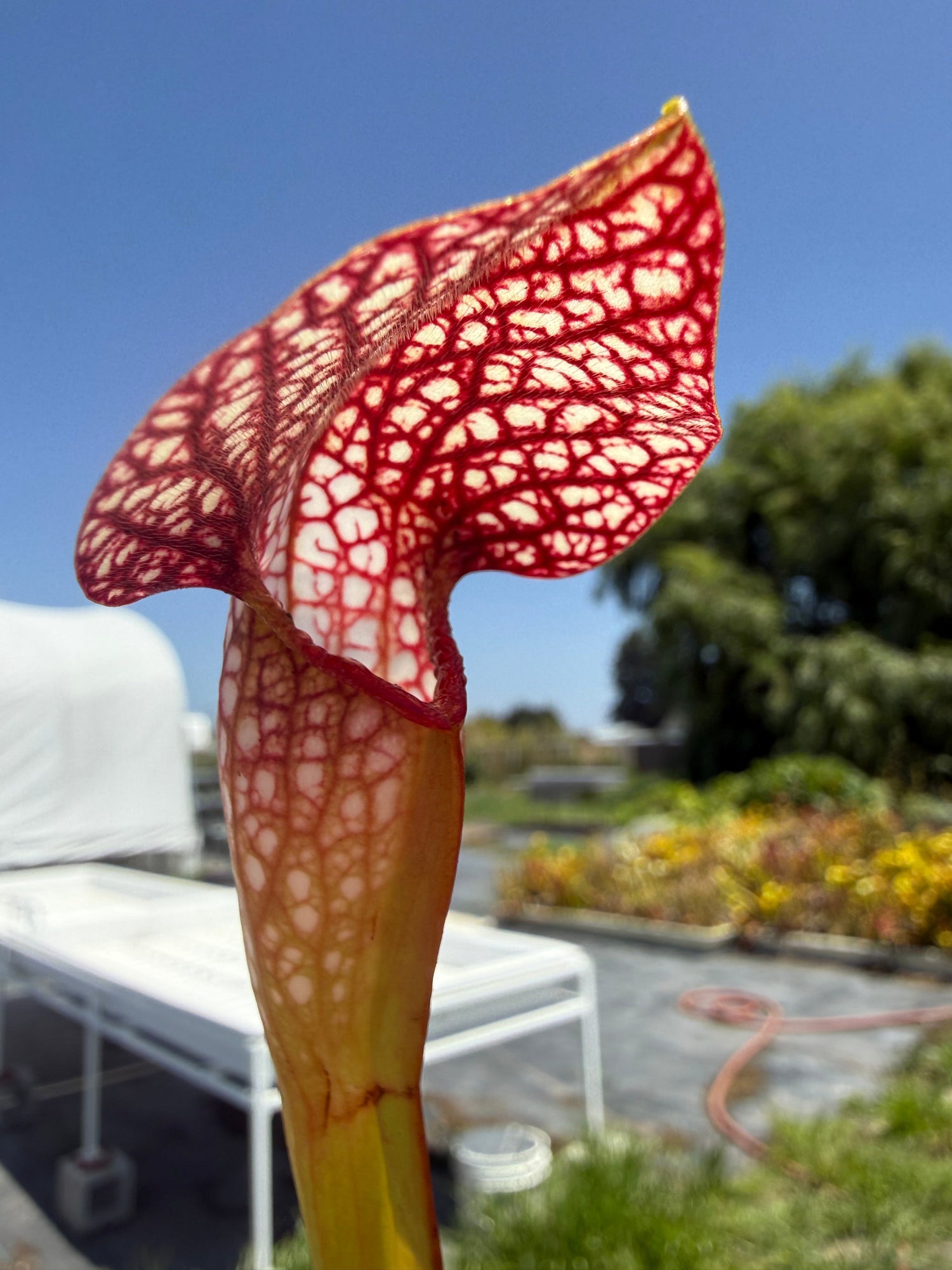 Sarracenia x excellens x Exteme Unction Pitcher Plant