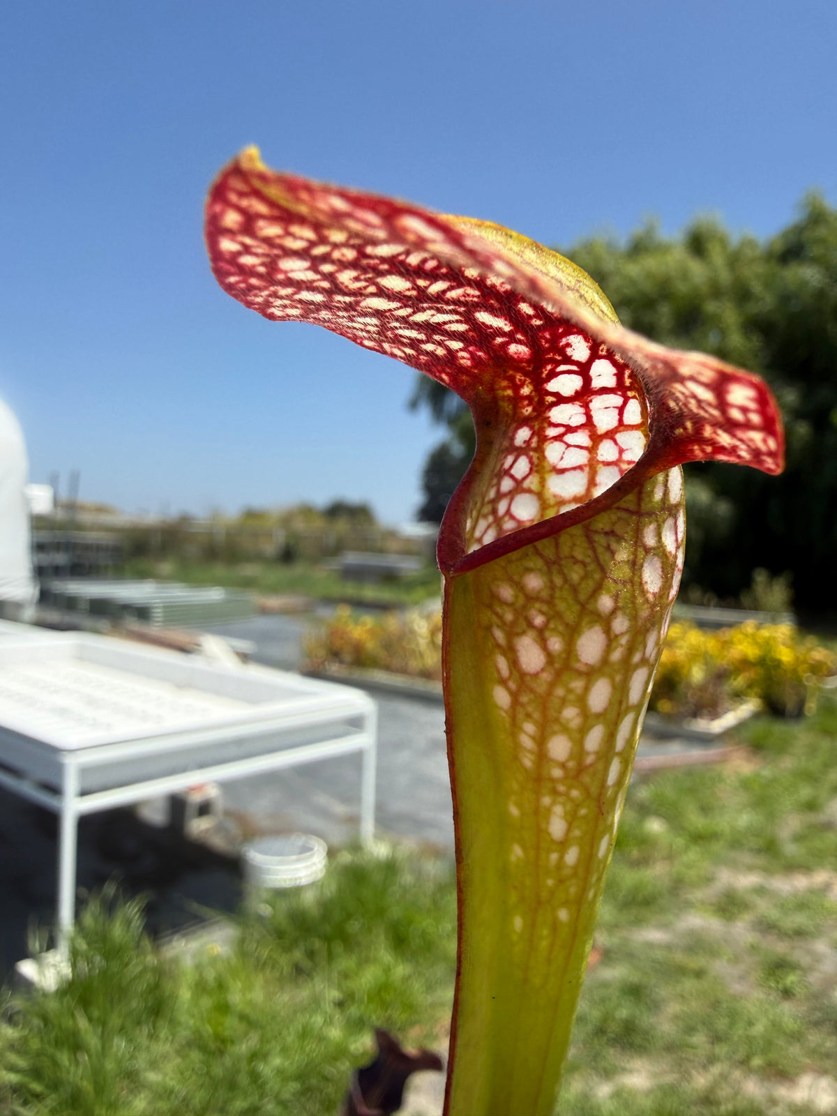 Sarracenia x excellens x Exteme Unction Pitcher Plant