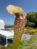 Sarracenia x excellens x Exteme Unction Pitcher Plant