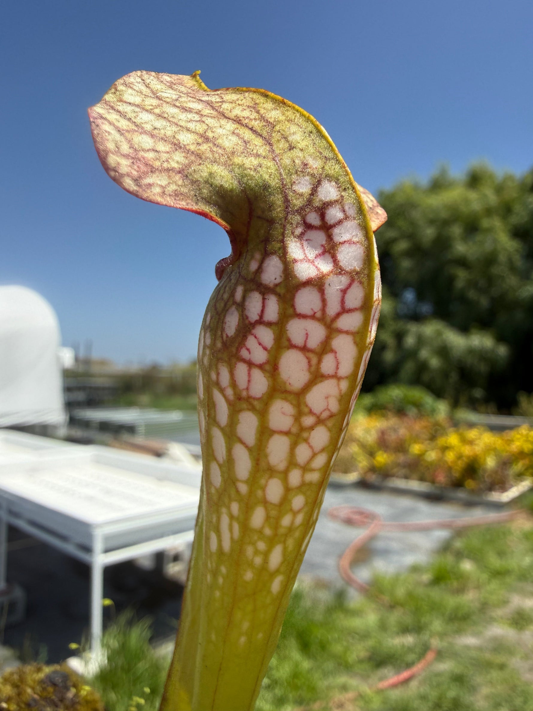 Sarracenia x excellens x Exteme Unction Pitcher Plant
