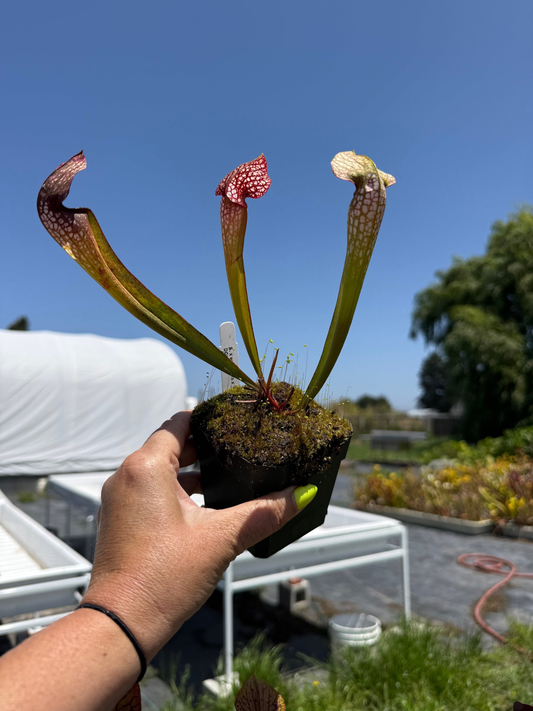 Sarracenia x excellens x Exteme Unction Pitcher Plant