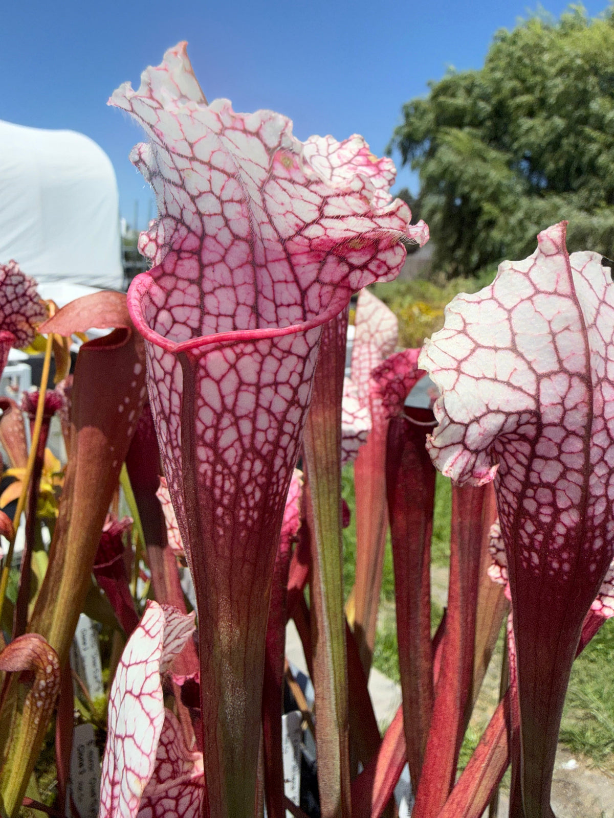 Sarracenia x mitchelliana Pink Pitcher Plant