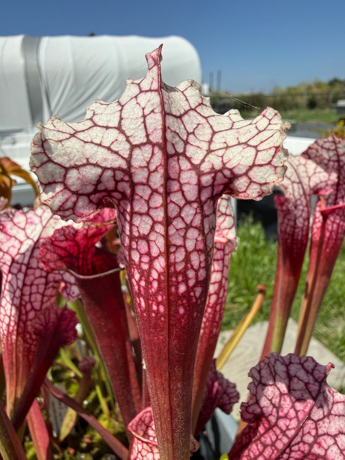 Sarracenia x mitchelliana Pink Pitcher Plant