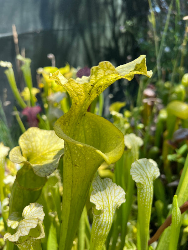 Sarracenia x moorei “Anthocyanin free Clone 1”