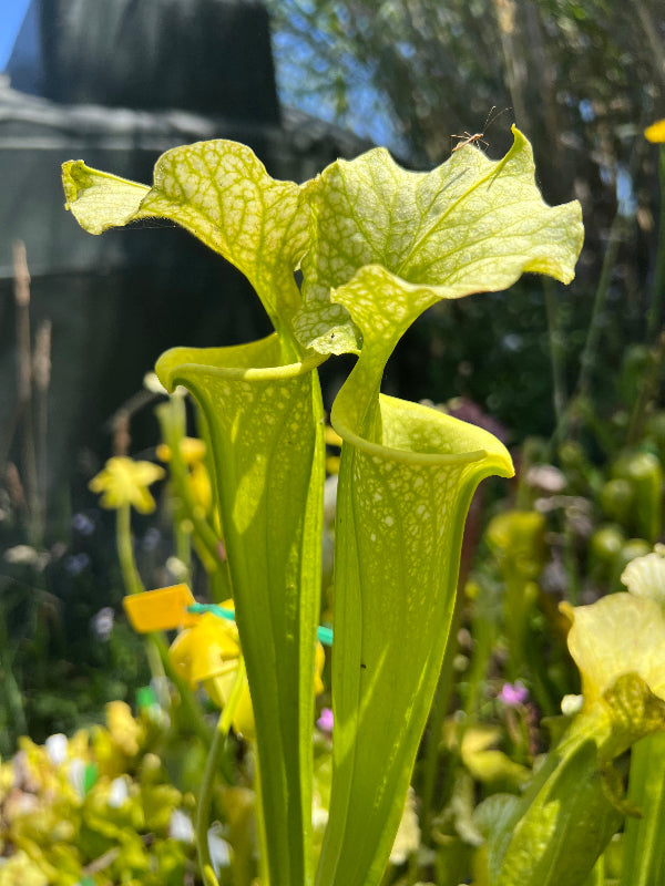 Sarracenia x moorei “Anthocyanin free Clone 1” DG Potted