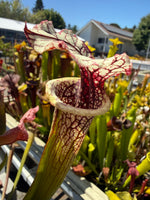 Sarracenia x moorei Conecuh SxM54 x Mystery Clone Pitcher Plant