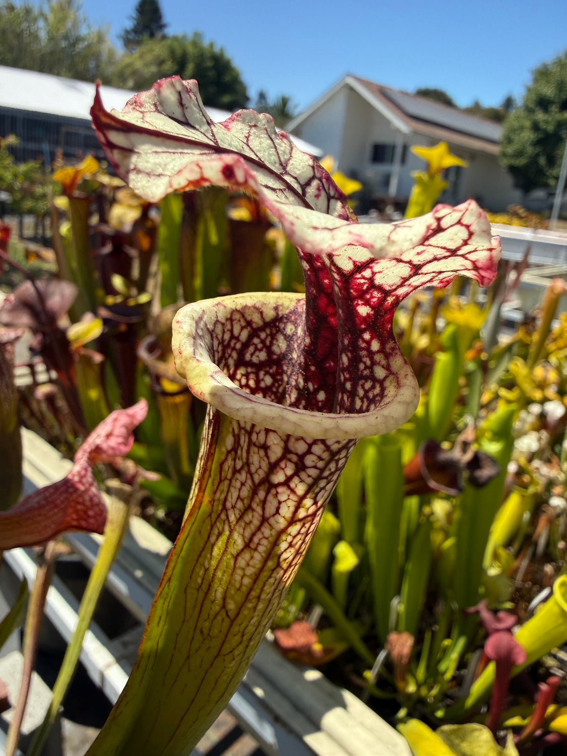 Sarracenia x moorei Conecuh SxM54 x Mystery Clone Pitcher Plant
