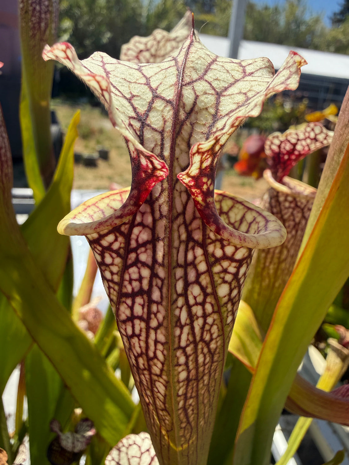 Sarracenia x moorei Conecuh SxM54 x Mystery Clone Pitcher Plant