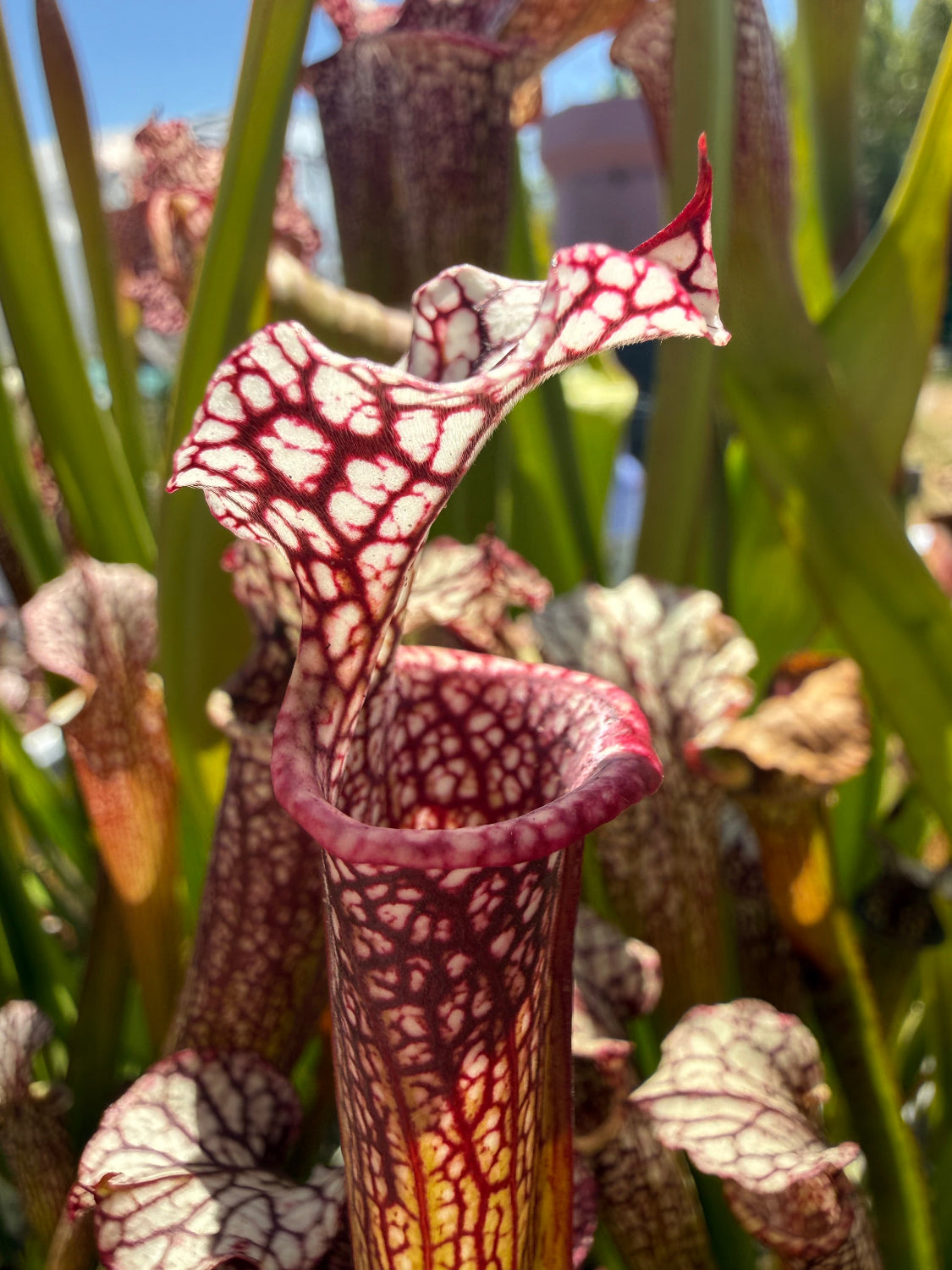 Sarracenia x moorei Conecuh SxM54 x Mystery Clone Pitcher Plant
