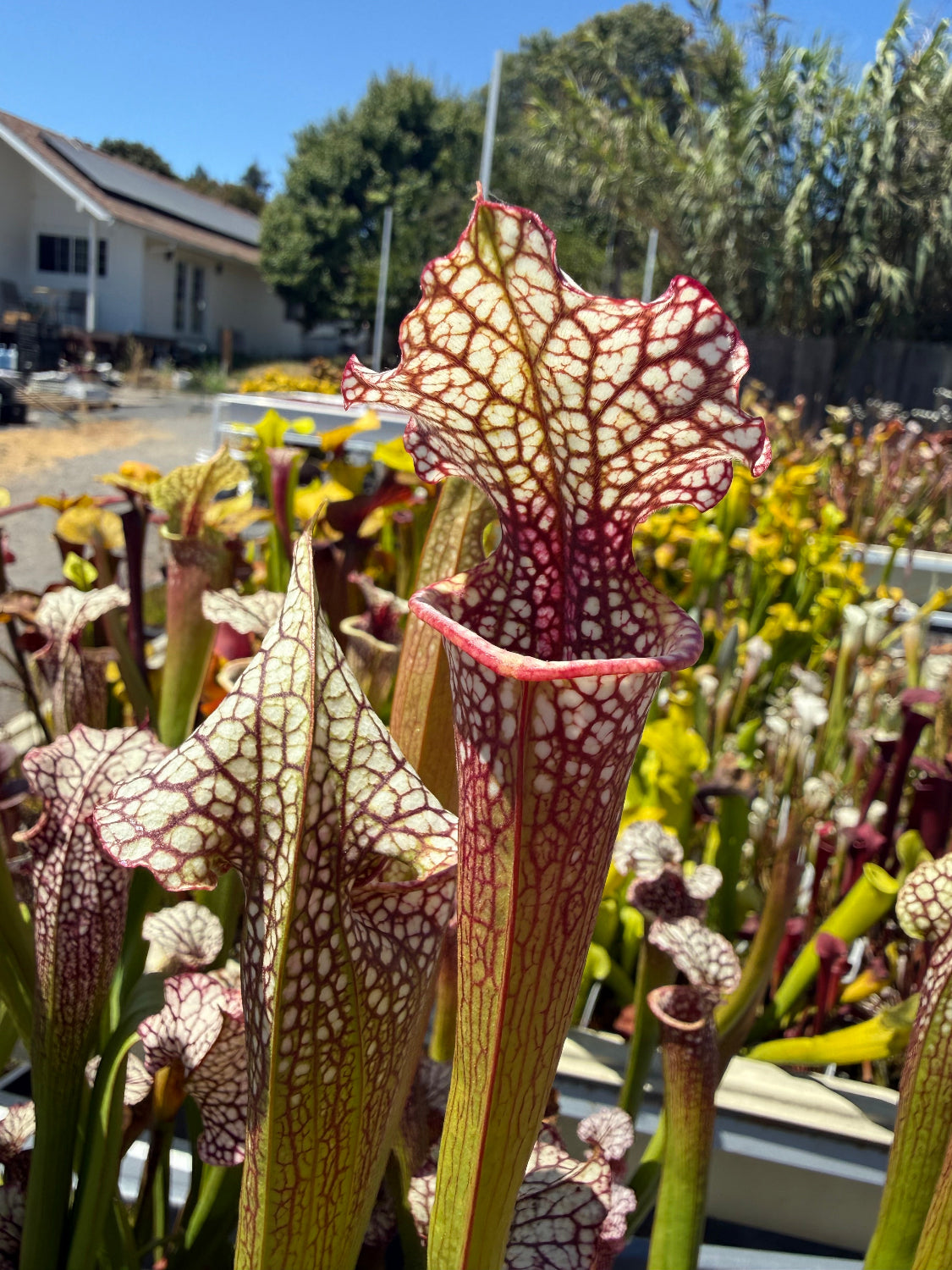 Sarracenia x moorei Conecuh SxM54 x Mystery Clone Pitcher Plant
