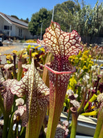 Sarracenia x moorei Conecuh SxM54 x Mystery Clone Pitcher Plant