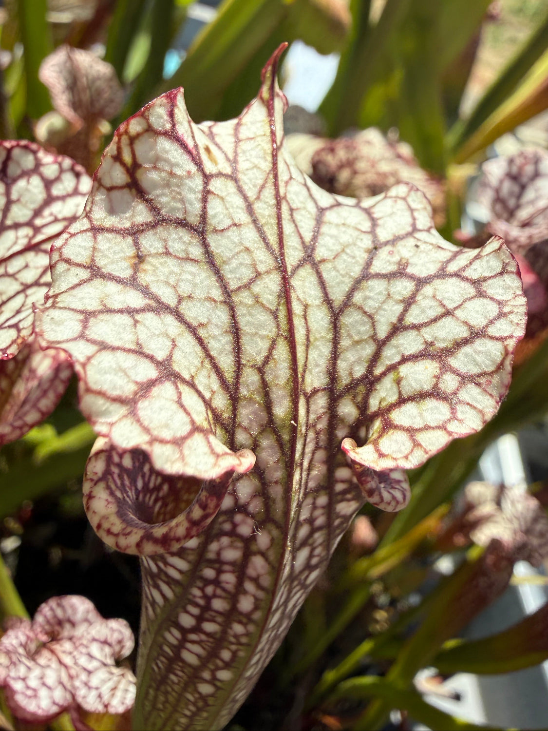 Sarracenia x moorei Conecuh SxM54 x Mystery Clone Pitcher Plant