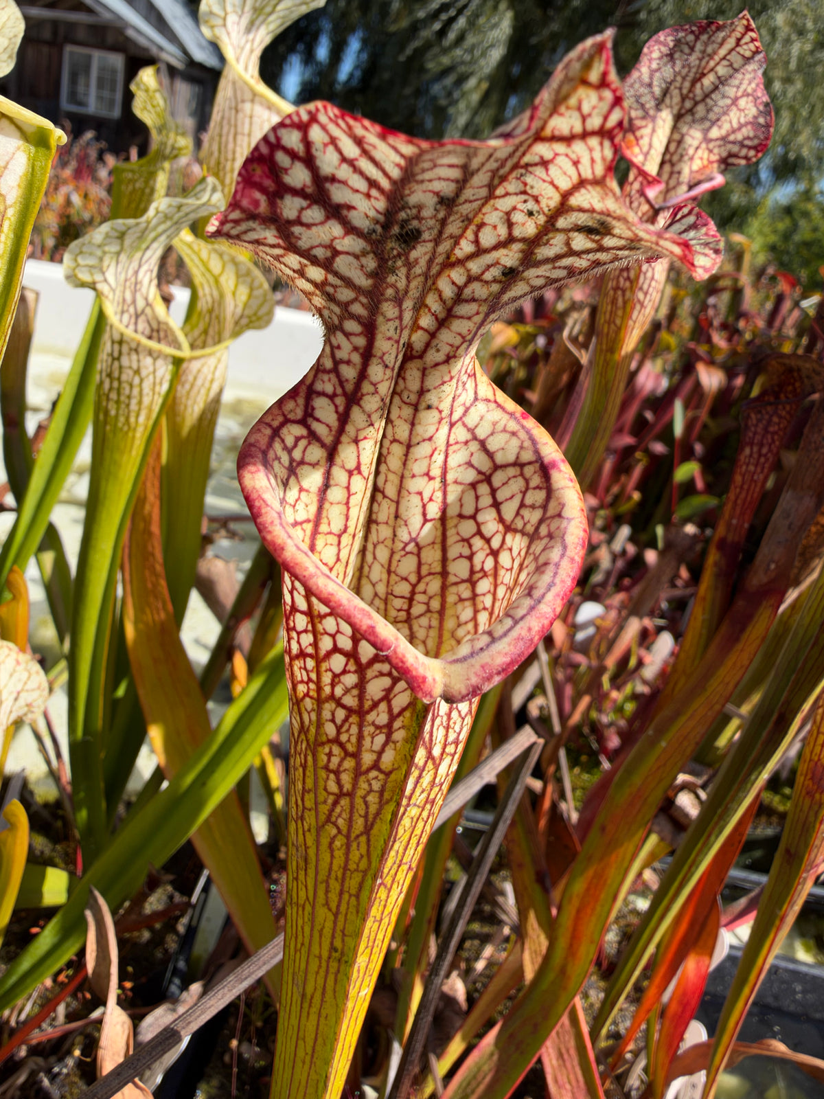 A sarracenia pitcher grows in an outdoor setting 