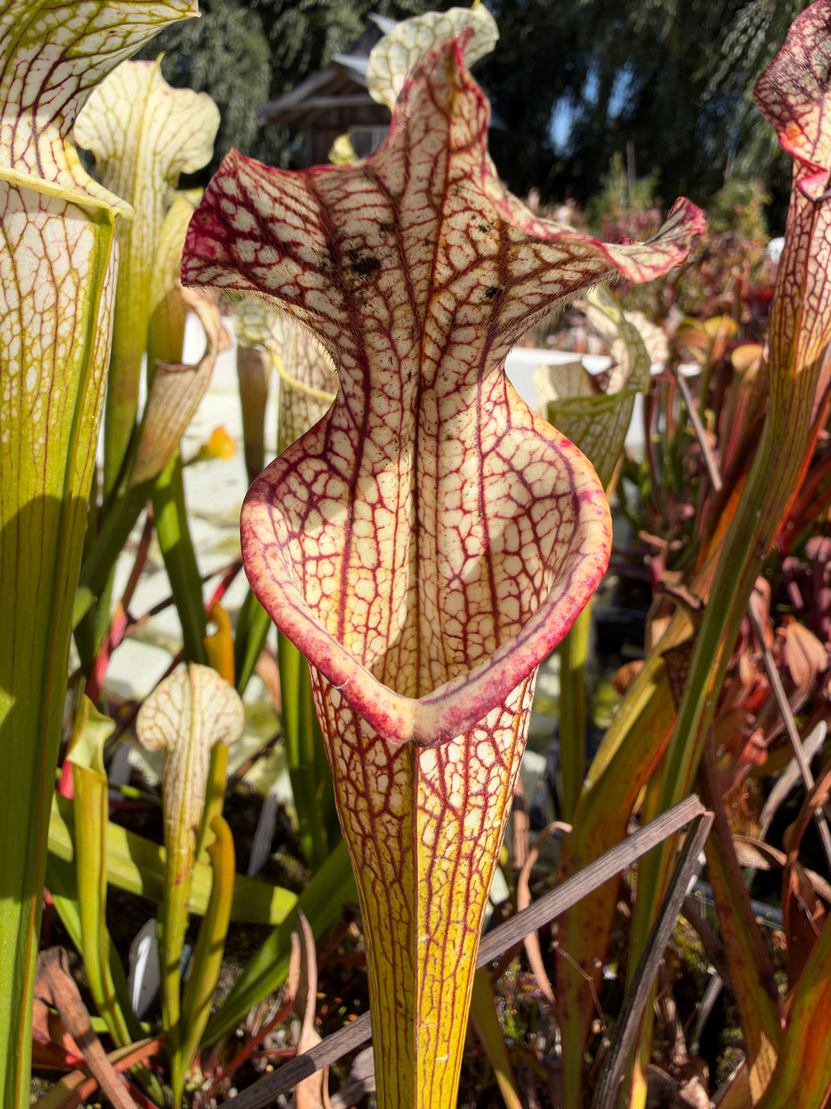 A sarracenia pitcher grows in an outdoor setting 