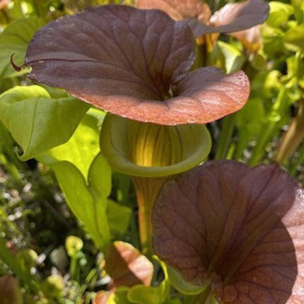 Sarracenia flava var. cuprea seed-grown Potted