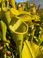 Seed Pack Sarracenia rubra ssp alabamensis
