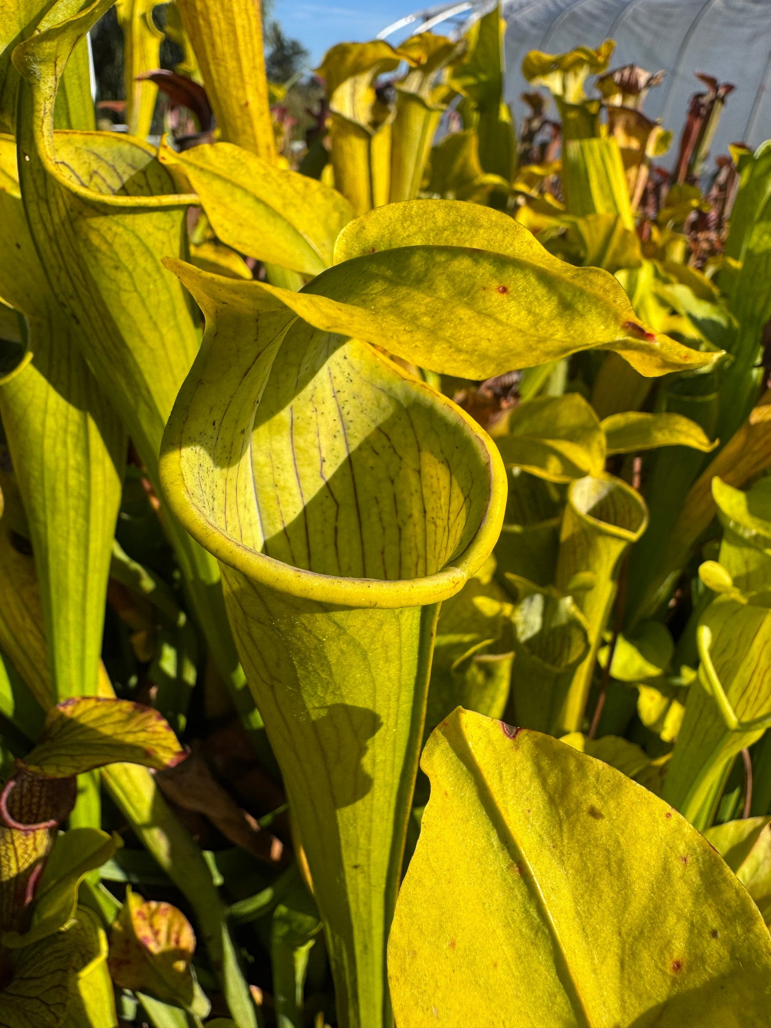 Seed Pack Sarracenia rubra ssp alabamensis