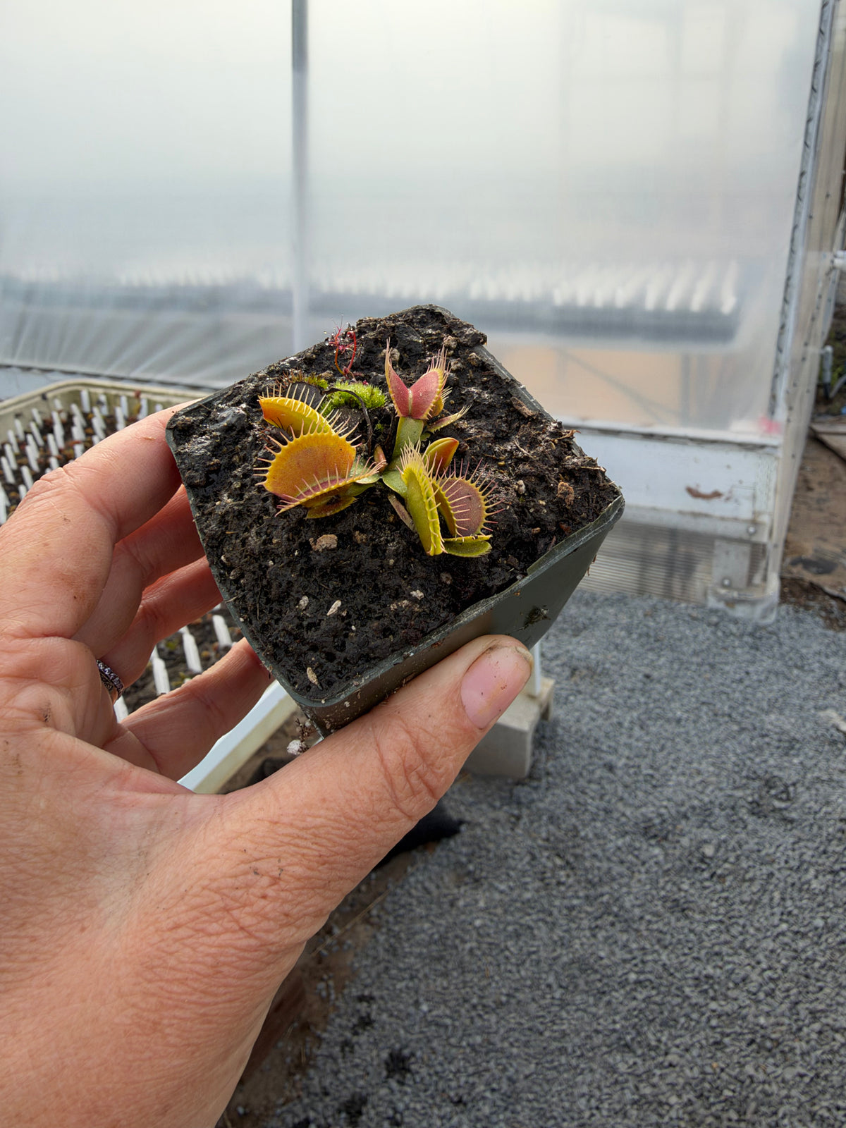 A hand holds a small potted Venus flytrap in a greenhouse setting 