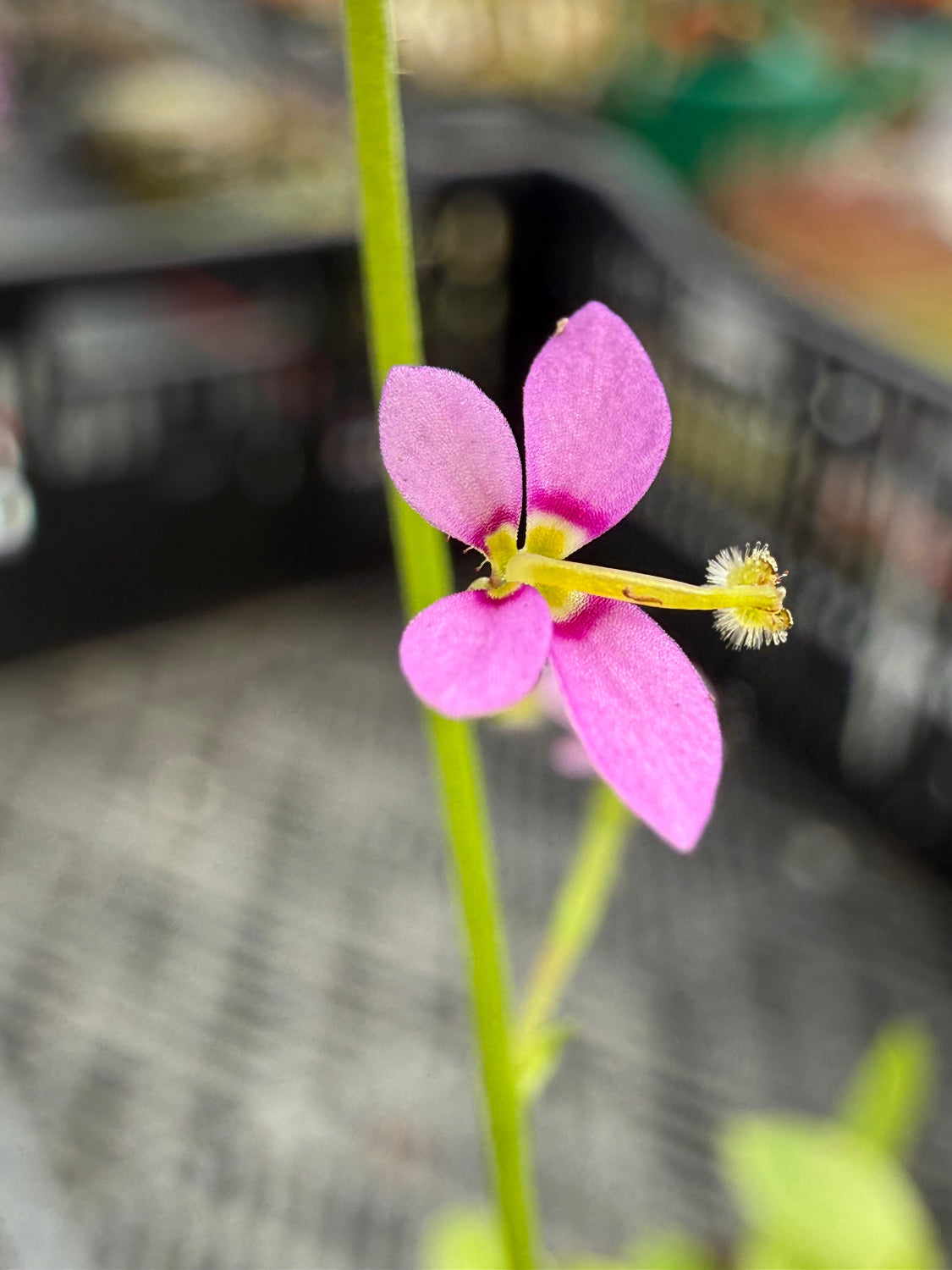 A close-up of a single pink flower with five petals, a yellow center, and a green stem, photographed in a blurred outdoor or nursery setting.
