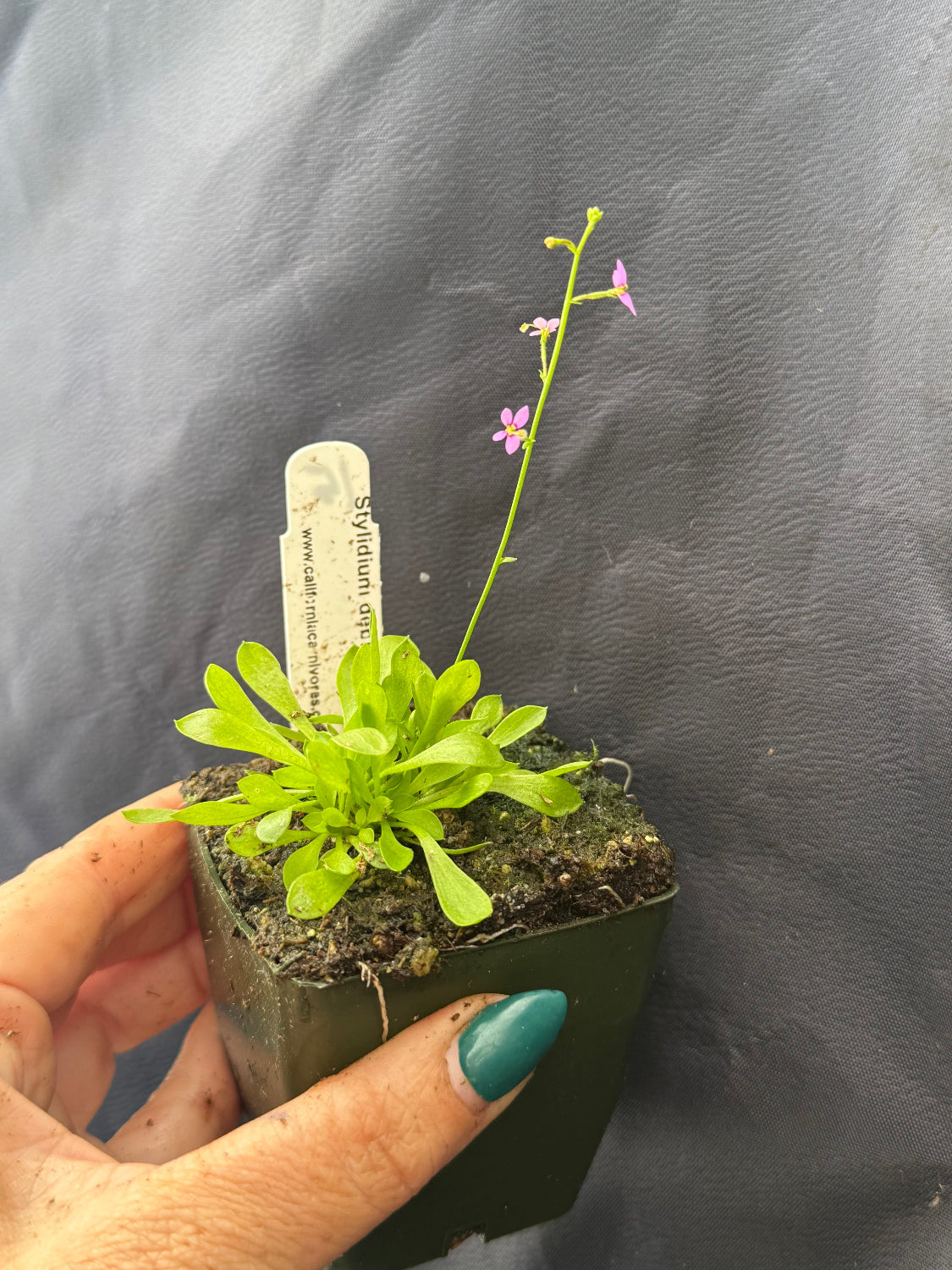 A small potted plant with bright green leaves and delicate pink-purple flowers, held in a hand against a dark gray fabric background. A white plant tag is inserted into the pot.