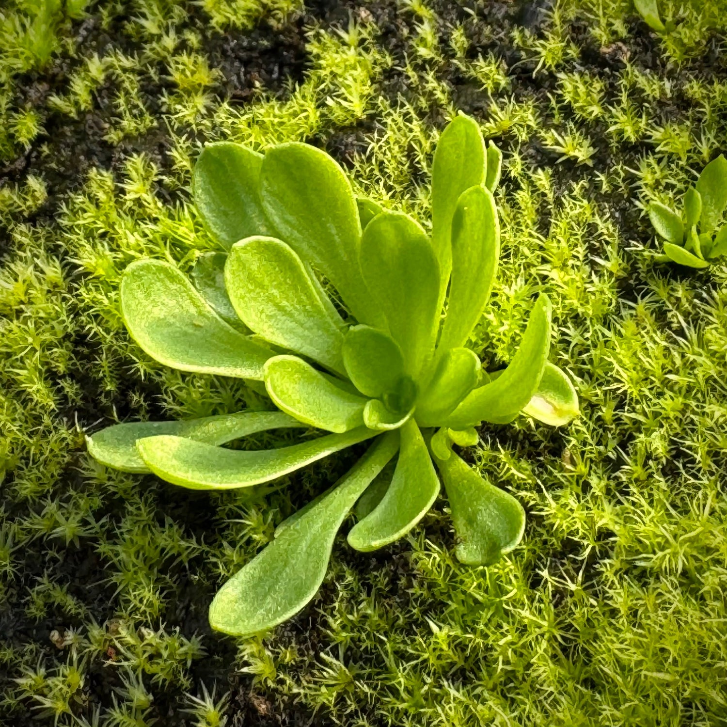 Stylidium debile trigger plant