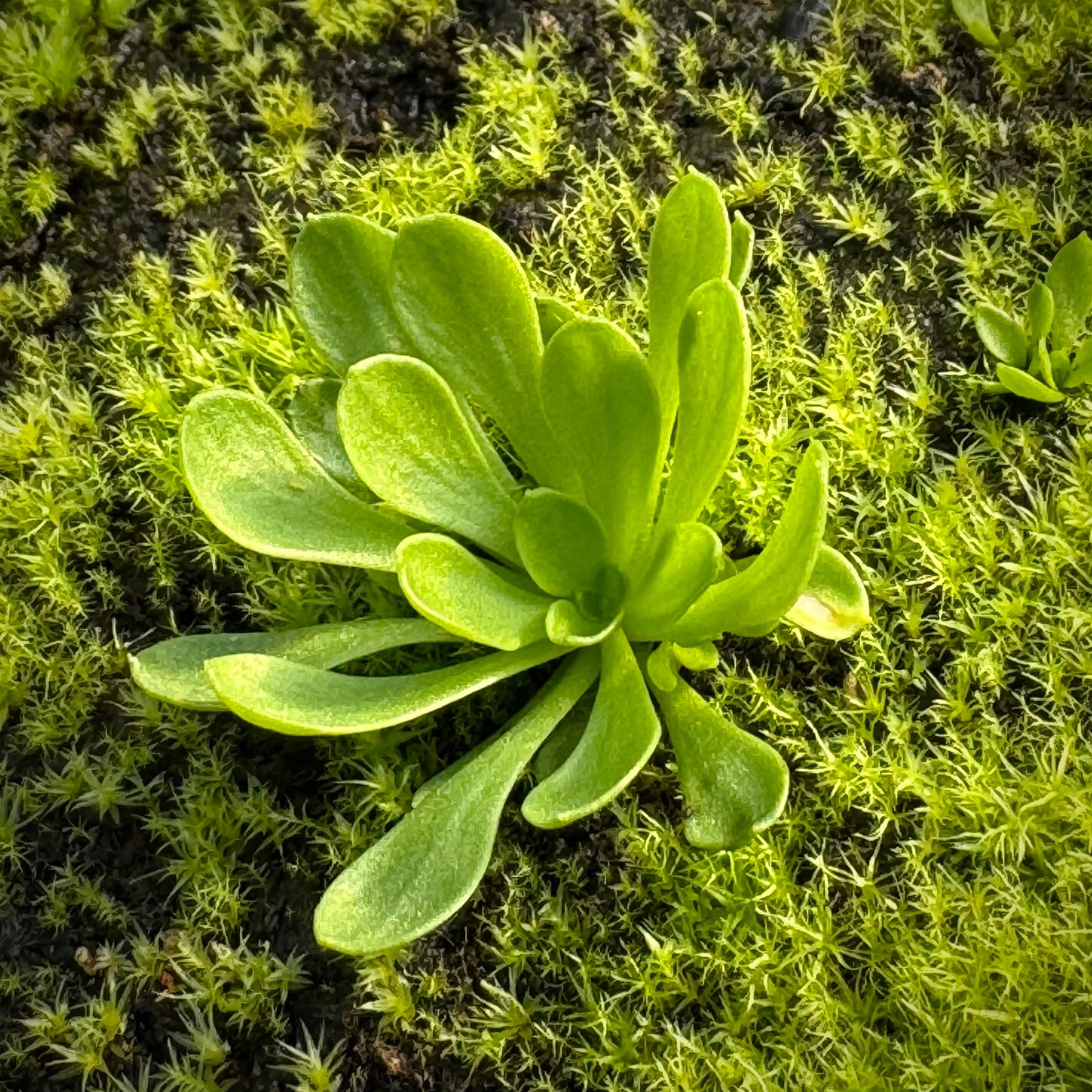 Stylidium debile trigger plant