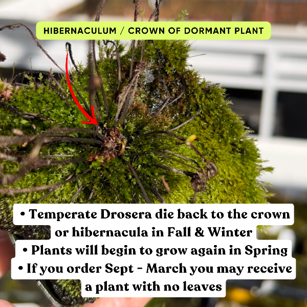 A close-up of a green mossy hibernaculum or crown of dormant plant with visible brown roots and stems, overlaid with text explaining dormancy and spring growth. A red arrow points to the central crown area.
