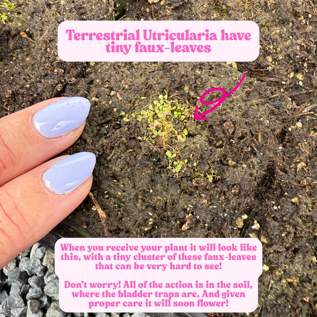 Utricularia Leaves