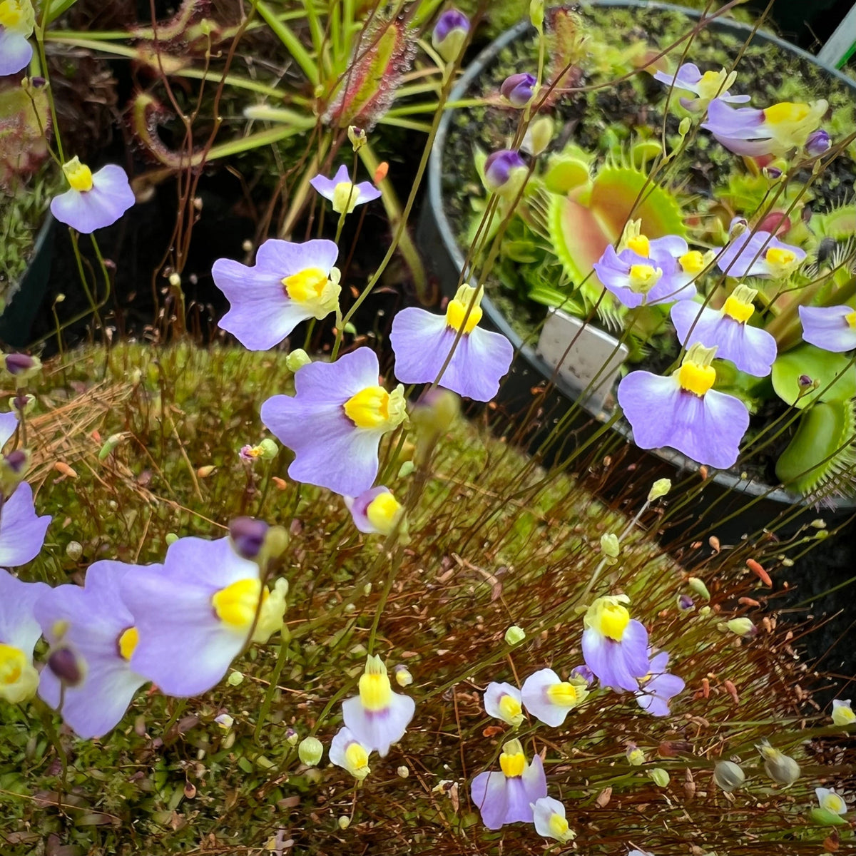 Close-up of purple and yellow flowers with a blurred background