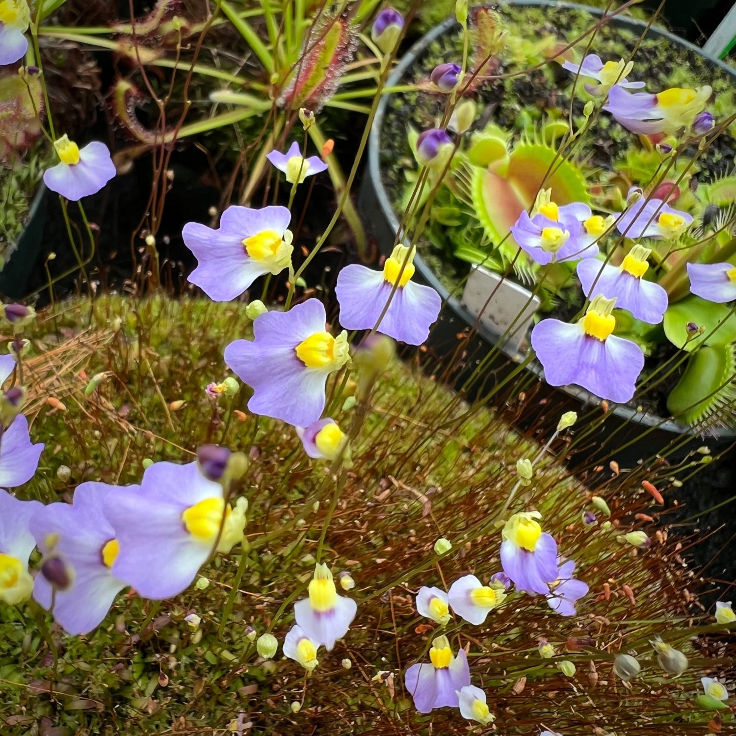 Close-up of purple and yellow flowers with a blurred background
