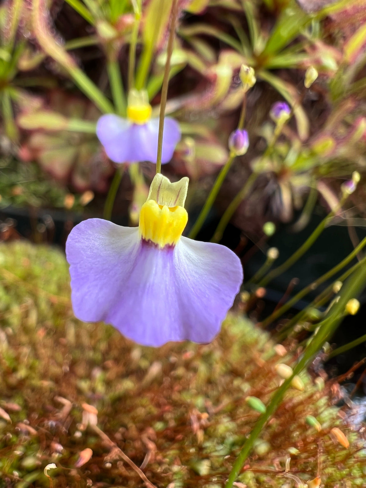 Purple flower with yellow center in a natural setting