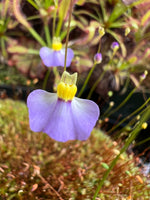 Purple flower with yellow center in a natural setting