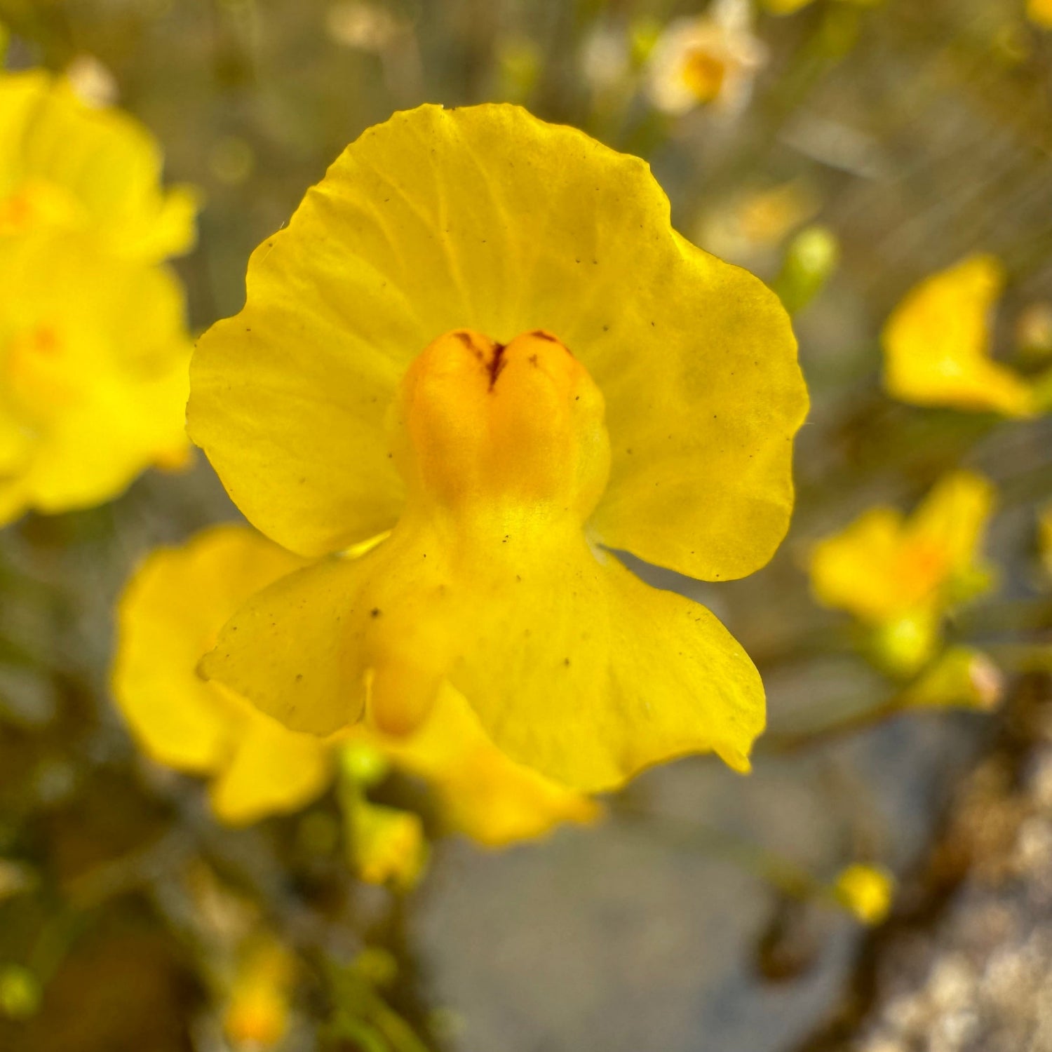 Utricularia gibba aquatic plant 