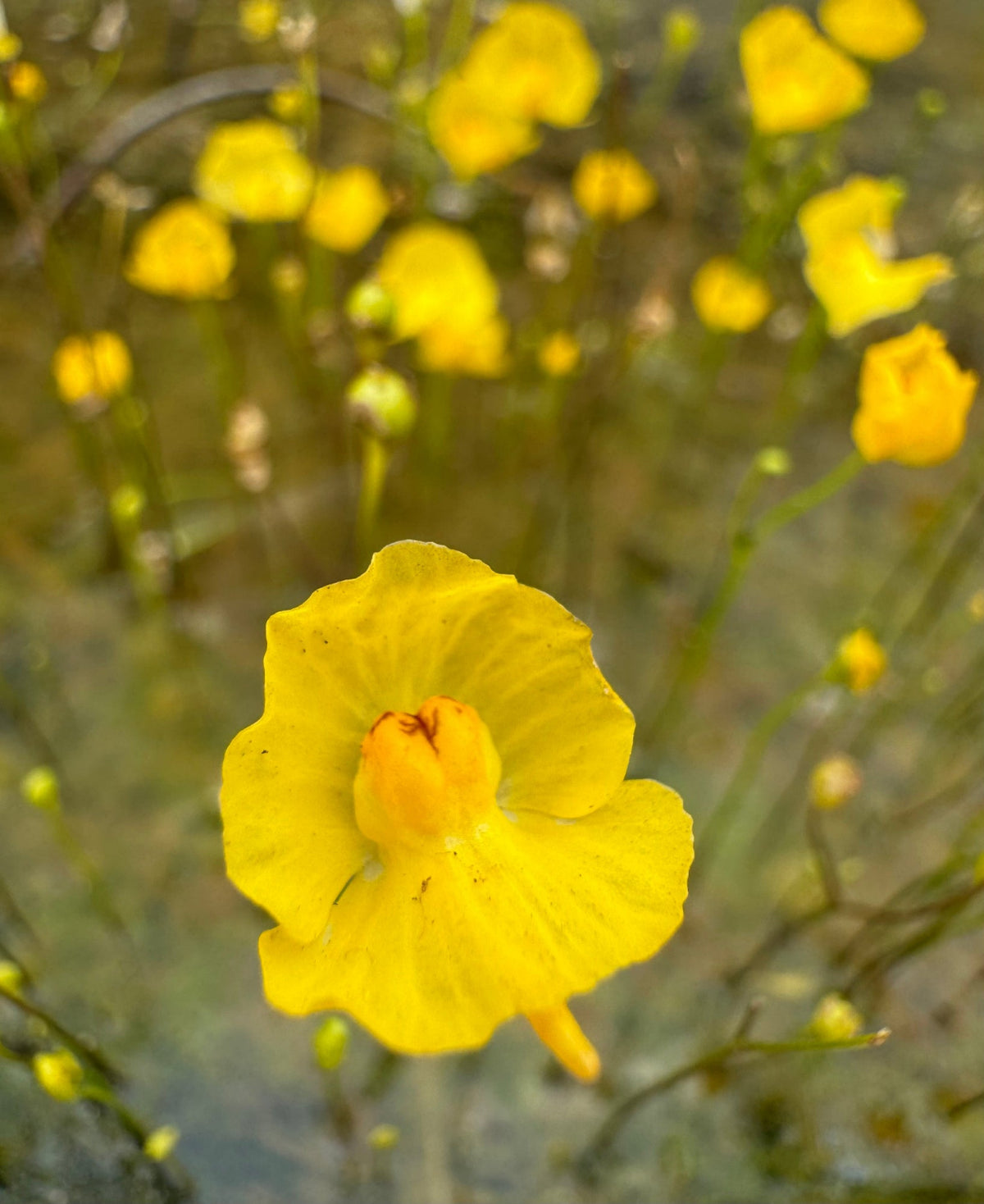 Utricularia gibba aquatic plant 