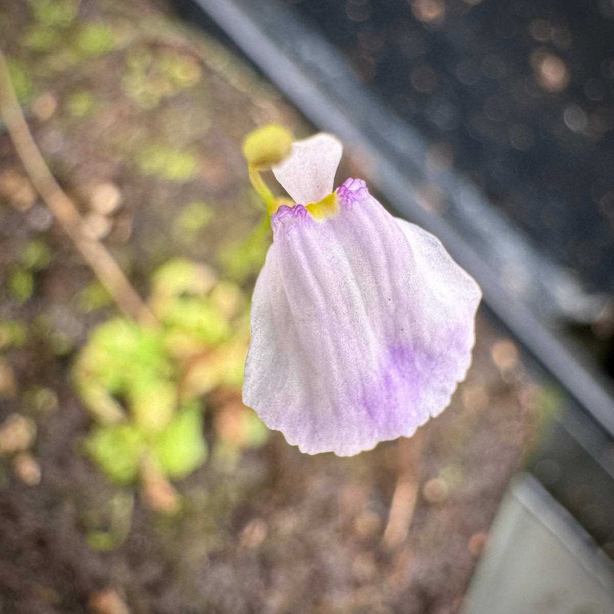 Utricularia livida Bladderwort close up of tiny, apron shaped white and purple flowers