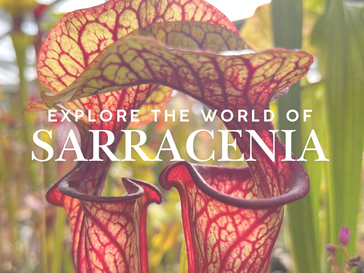 Two red and yellow Sarracenia pitchers overlapping with the text "Explore the world of Sarracenia" written in white text