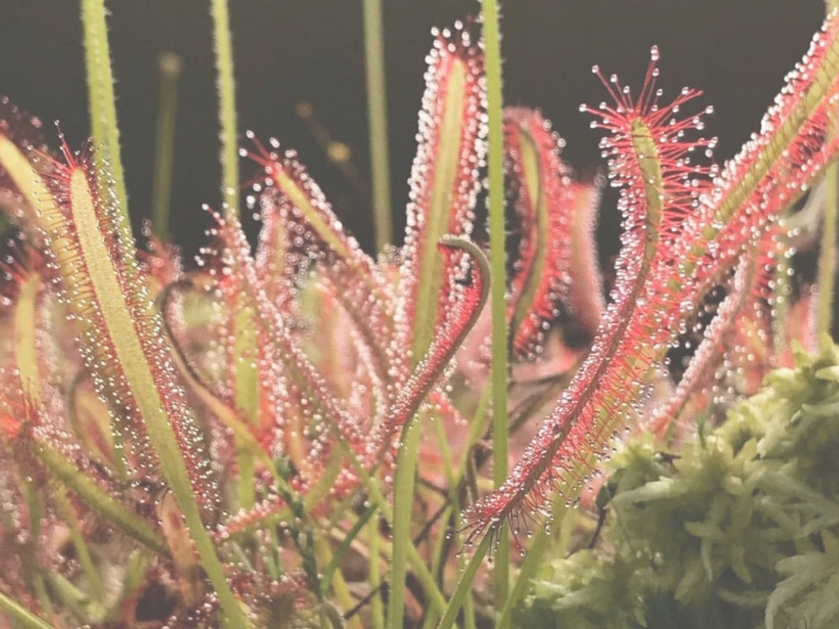 A slightly faded image of Drosera capensis leaves, red tentacles with dew on them and green leaves against a black background
