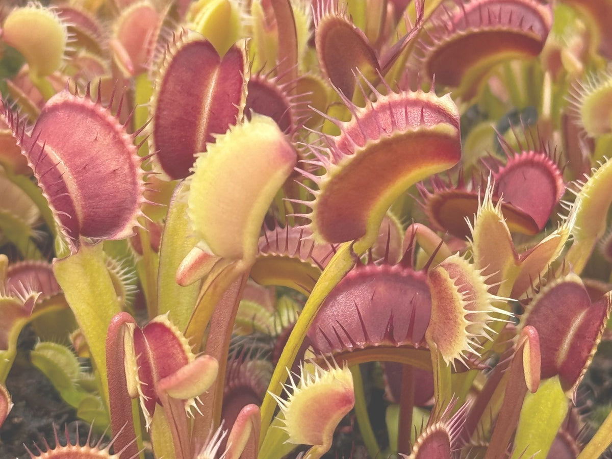 A faded out image of red and green flytraps