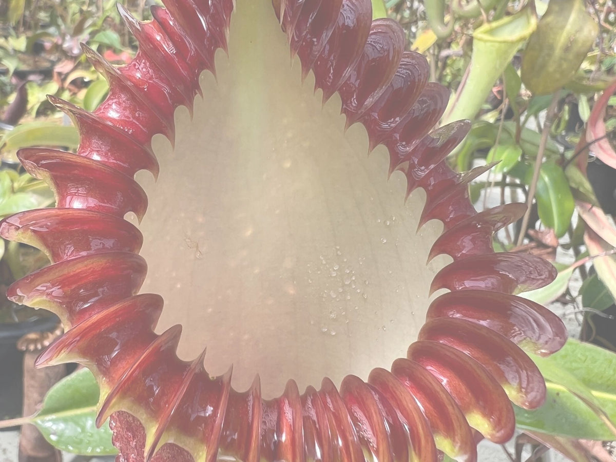 A close-up of a carnivorous pitcher plant with a large, glossy reddish-brown rim and a pale cream-colored interior, set against a background of green foliage.
