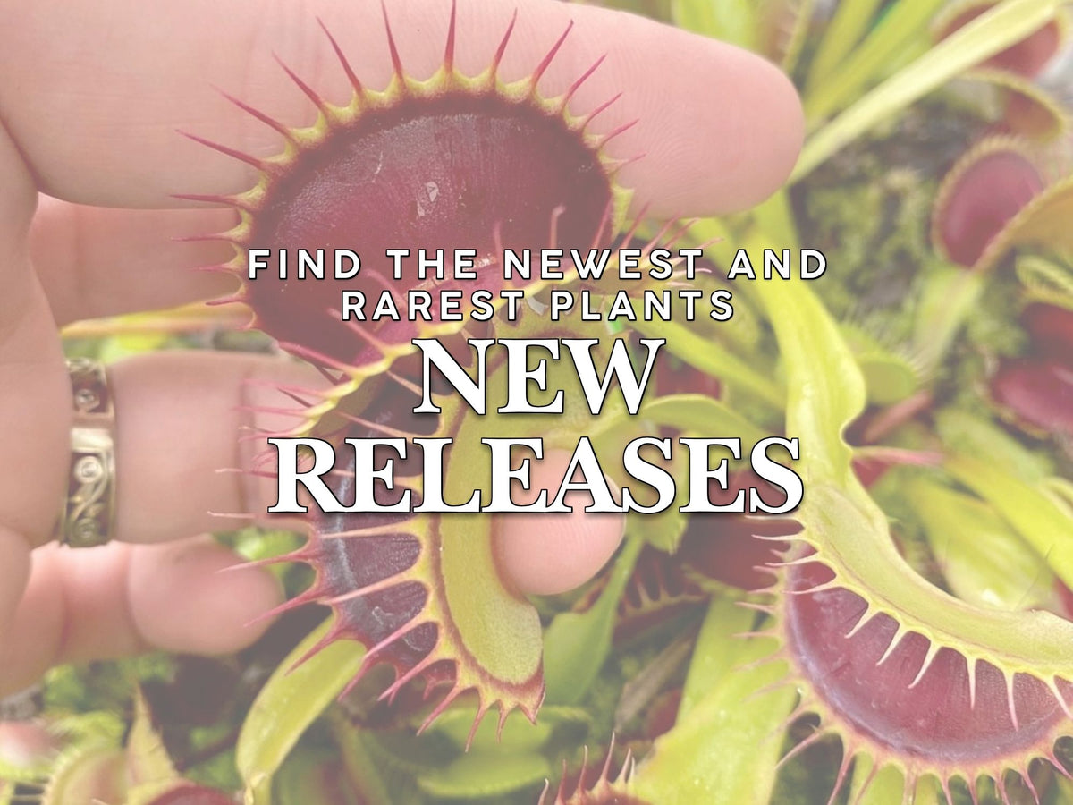 Faded image of several large venus flytraps curled around the fingers on a hand with the text "Find the newest and rarest plants New Releases"