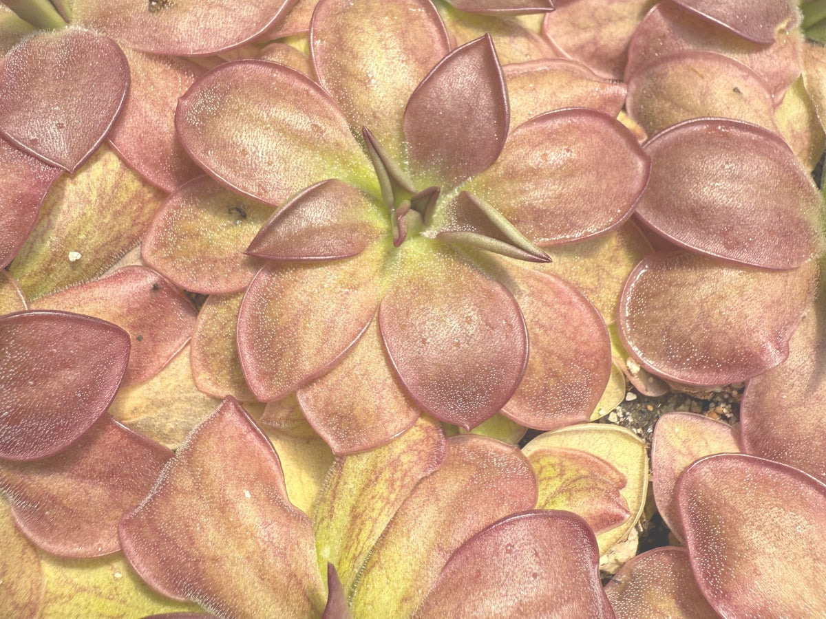 A faded out close up photo of Pinguicula moranensis rosei with pink pointed leaves