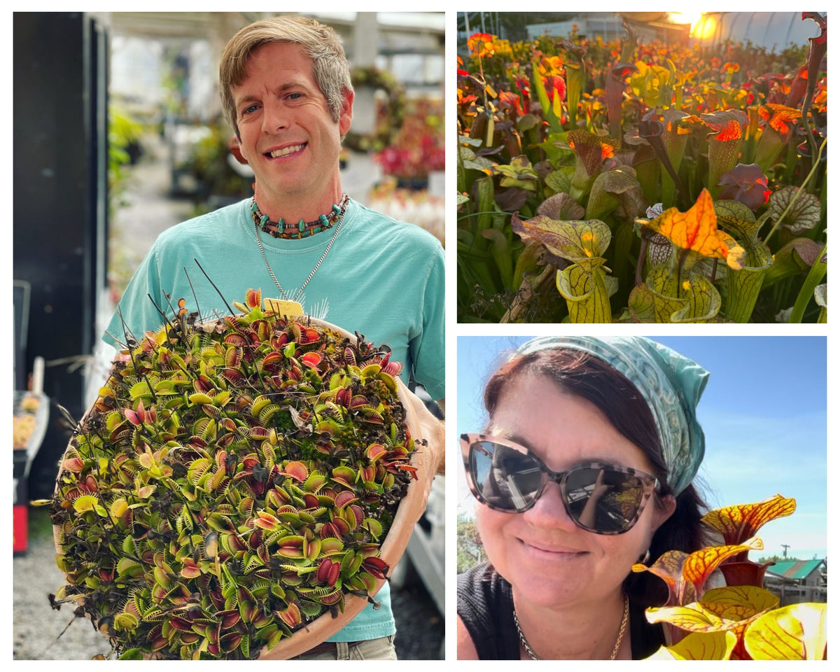 Three pictures featuring a man in a teal shirt holding a big bowl of venus flytraps, a panel featuring green and orange sarracenia pitchers in the sunset and a woman in sunglasses with a teal bandanna and sarracenia pitchers