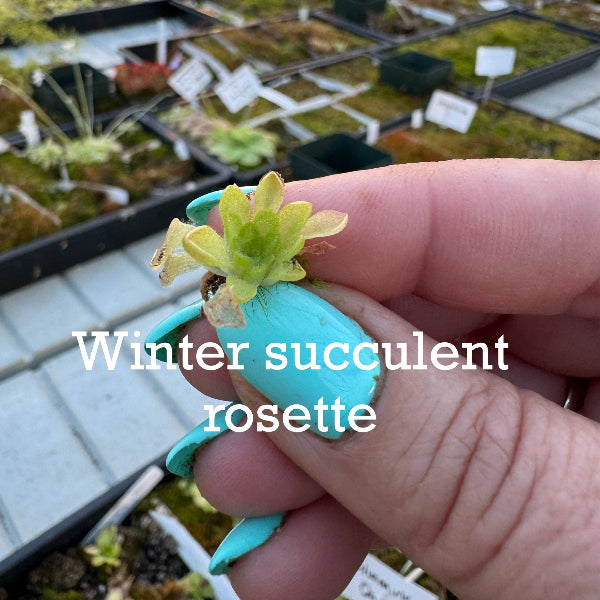 Hand holding a small succulent plant labeled 'Winter succulent rosette' with a garden setting in the background.