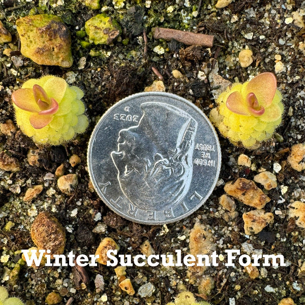 Winter Succulent Queen Cthulu
