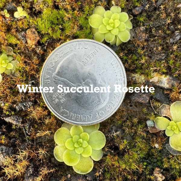 Pinguicula Lavender Lacewing Butterwort