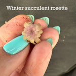 Winter Succulent Rosette Pinguicula