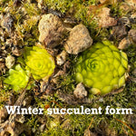 Winter Succulent Rosette Tight