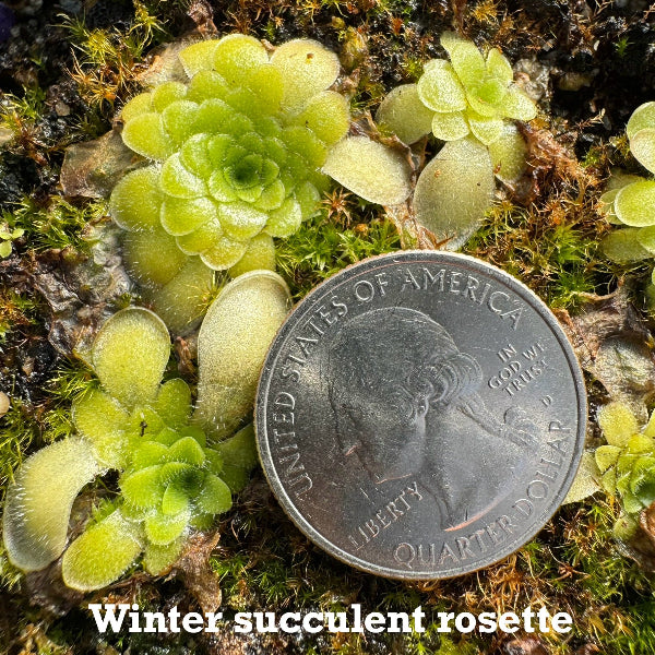 winter succulent rosette
