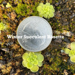 Winter succulent rosette